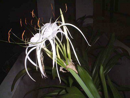 �X�p�C�_�[�����[(Spider lily)