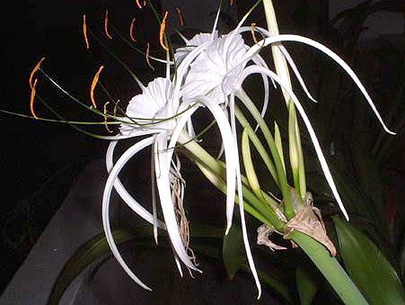 �X�p�C�_�[�����[(Spider lily)