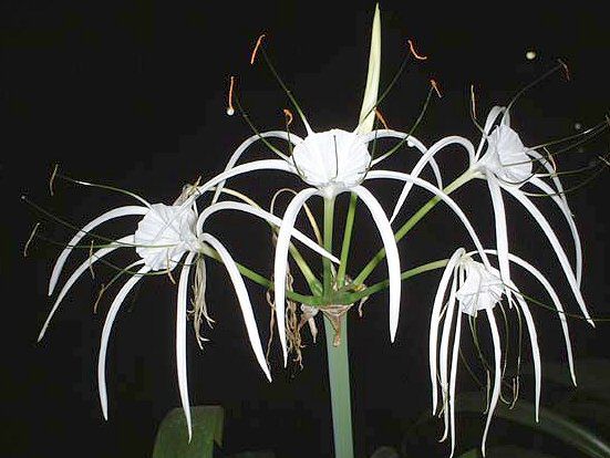 �X�p�C�_�[�����[(Spider lily)