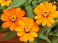 �W�j�A�E�v���t���[�W����(Zinnia Profusion) �Ԕ�