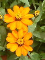 �W�j�A�E�v���t���[�W����(Zinnia Profusion) �Ԕ�