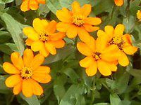 �W�j�A�E�v���t���[�W����(Zinnia Profusion) �Ԕ�
