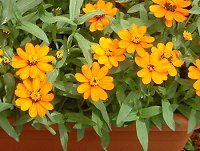 �W�j�A�E�v���t���[�W����(Zinnia Profusion) �Ԕ�