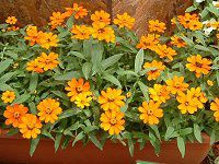 �W�j�A�E�v���t���[�W����(Zinnia Profusion) �Ԕ�