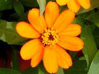 �W�j�A�E�v���t���[�W����(Zinnia Profusion) �Ԕ�