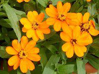 �W�j�A�E�v���t���[�W����(Zinnia Profusion) 43