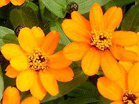 �W�j�A�E�v���t���[�W����(Zinnia Profusion) 44