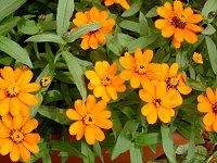 �W�j�A�E�v���t���[�W����(Zinnia Profusion)