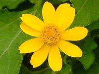 �������|�W�E��(Melampodium)