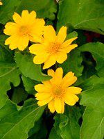 �������|�W�E��(Melampodium)