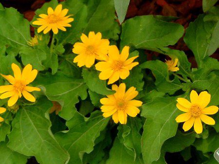 �������|�W�E��(Melampodium)