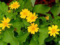 �������|�W�E��(Melampodium)
