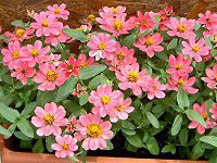 �W�j�A�E�v���t���[�W����(Zinnia Profusion) 52