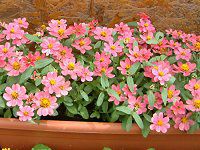 �W�j�A�E�v���t���[�W����(Zinnia Profusion)