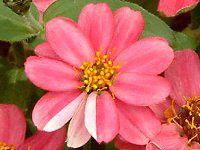 �W�j�A�E�v���t���[�W����(Zinnia Profusion) 57