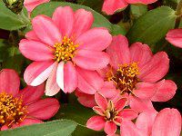�W�j�A�E�v���t���[�W����(Zinnia Profusion) 58