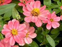 �W�j�A�E�v���t���[�W����(Zinnia Profusion) �Ԕ�