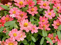 �W�j�A�E�v���t���[�W����(Zinnia Profusion) 60