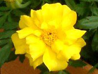 �}���[�S�[���h(Marigold)