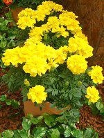 �}���[�S�[���h(Marigold)