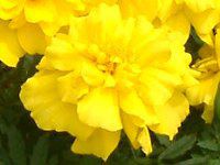 �A�t���J���}���[�S�[���h�iAflican marigold�j
