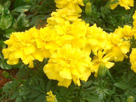 �A�t���J���}���[�S�[���h(Aflican marigold)