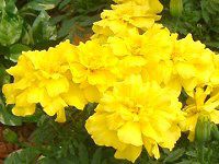 �}���[�S�[���h(Marigold)
