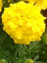 �}���[�S�[���h(Marigold)