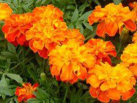 �}���[�S�[���h(Marigold)