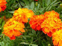 �}���[�S�[���h(Marigold)
