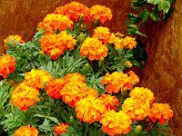 �}���[�S�[���h(Marigold)