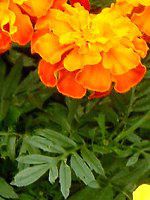 �}���[�S�[���h(Marigold)