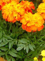 �}���[�S�[���h(Marigold)