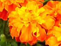 �}���[�S�[���h(Marigold)