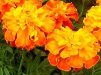 �}���[�S�[���h(Marigold)