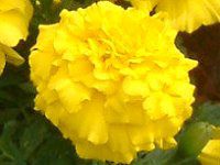 �}���[�S�[���h(Marigold)