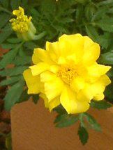 �}���[�S�[���h(Marigold)