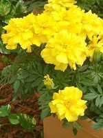 �}���[�S�[���h(Marigold)
