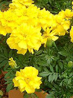 �}���[�S�[���h(Marigold)