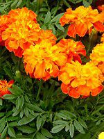 �}���[�S�[���h(Marigold)