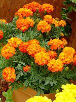 �}���[�S�[���h(Marigold)