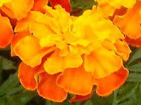 �}���[�S�[���h(Marigold)