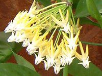 �z���E�����`�t����(Hoya multiflora)