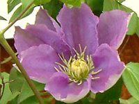 �N���}�`�X (Clematis)