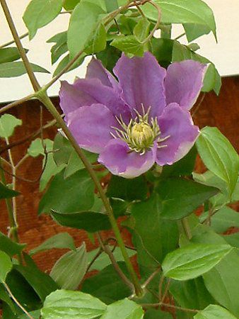 �N���}�`�X(Clematis)