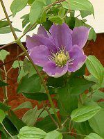 �N���}�`�X(Clematis)