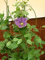 �N���}�`�X(Clematis)