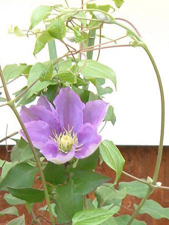 �N���}�`�X(Clematis)