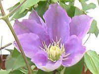�N���}�`�X(Clematis)