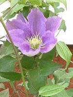 �N���}�`�X(Clematis)